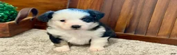 Miniature Australian Shepherd dogs for sale: MIllie - Ad 2