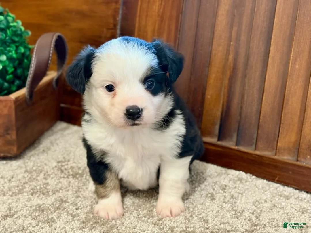 Miniature Australian Shepherd dogs for sale: MIllie - Ad 2