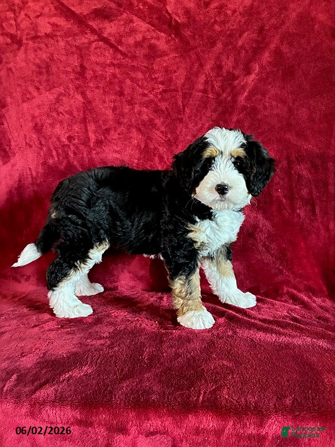 Mini Bernedoodle dogs for sale: Lilly - Ad 1