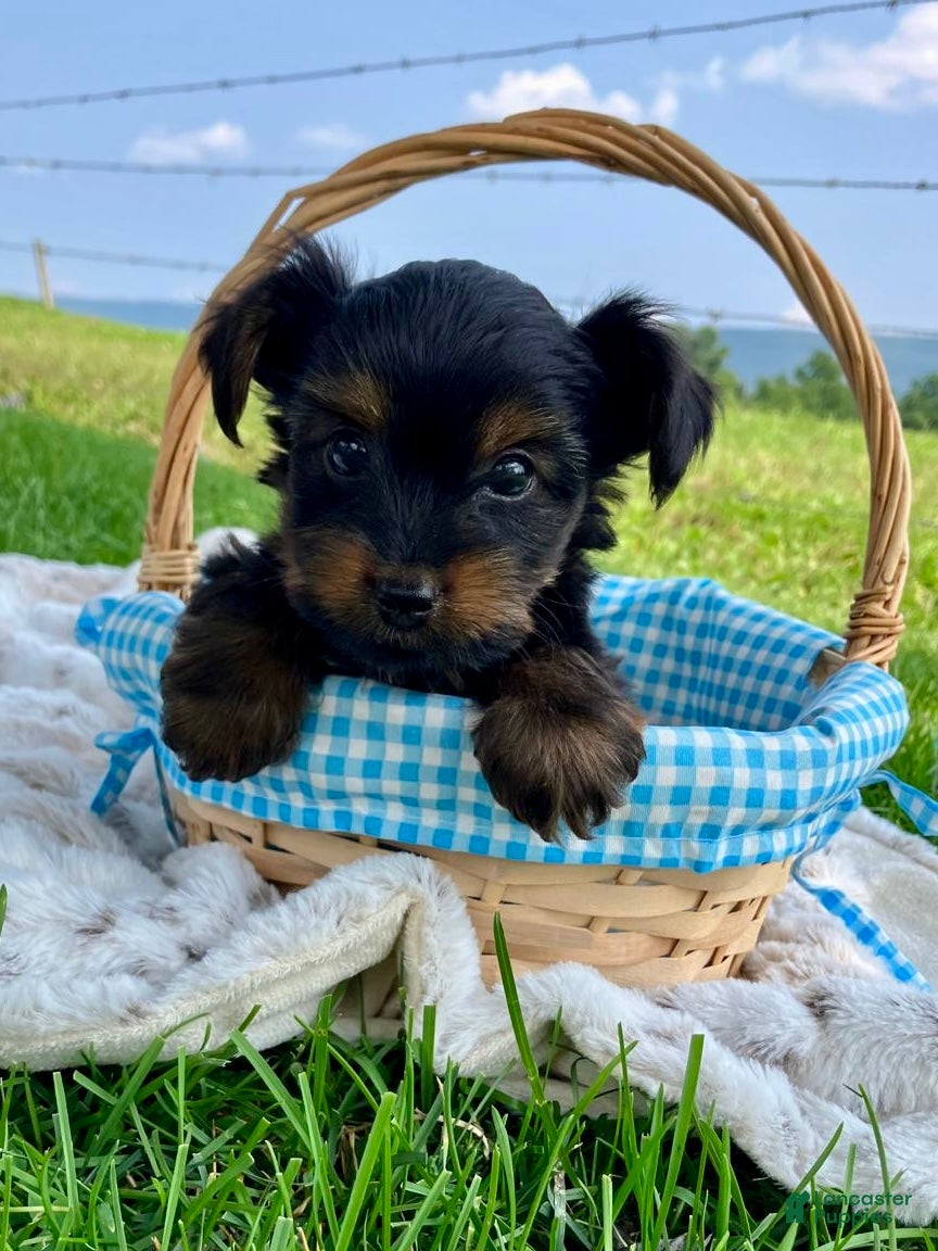 Yorkshire Terrier dogs Snickers - Ad 1