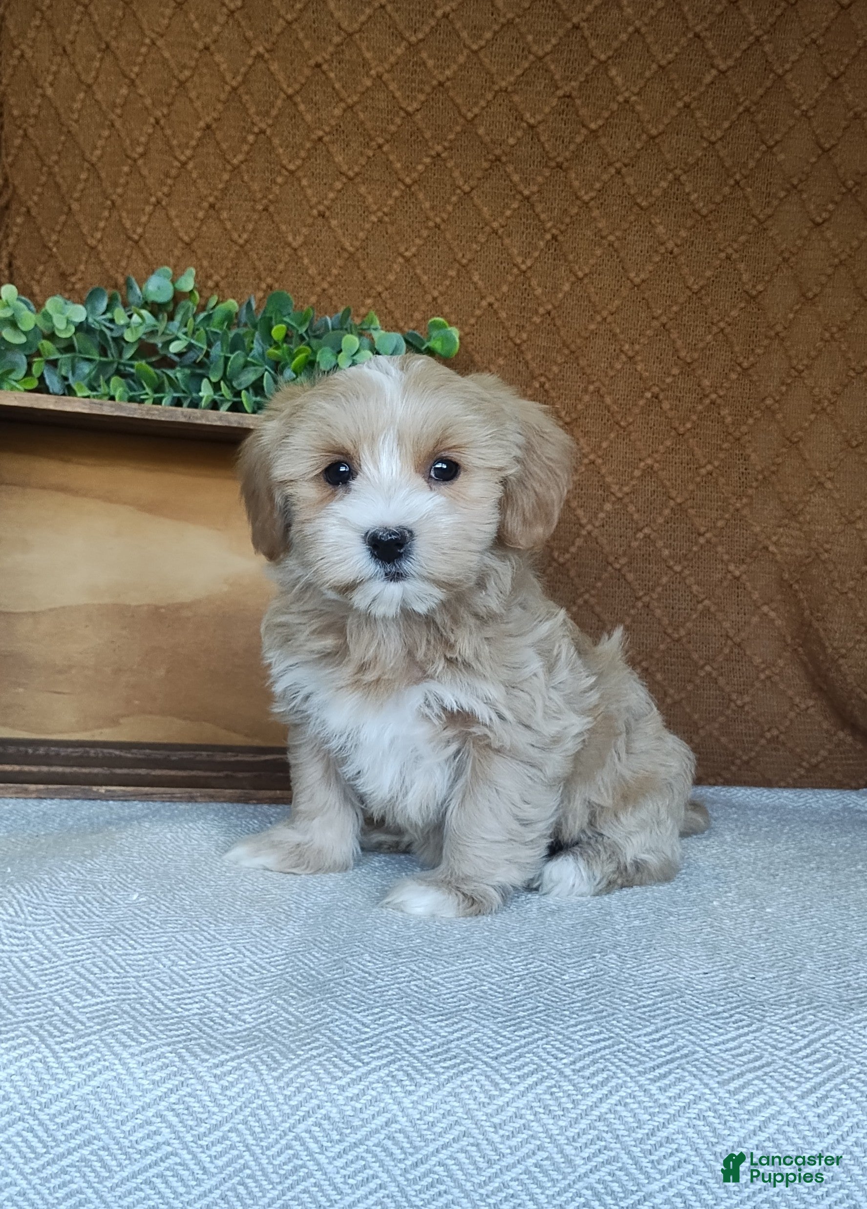 Havanese dogs Basil - Ad 1