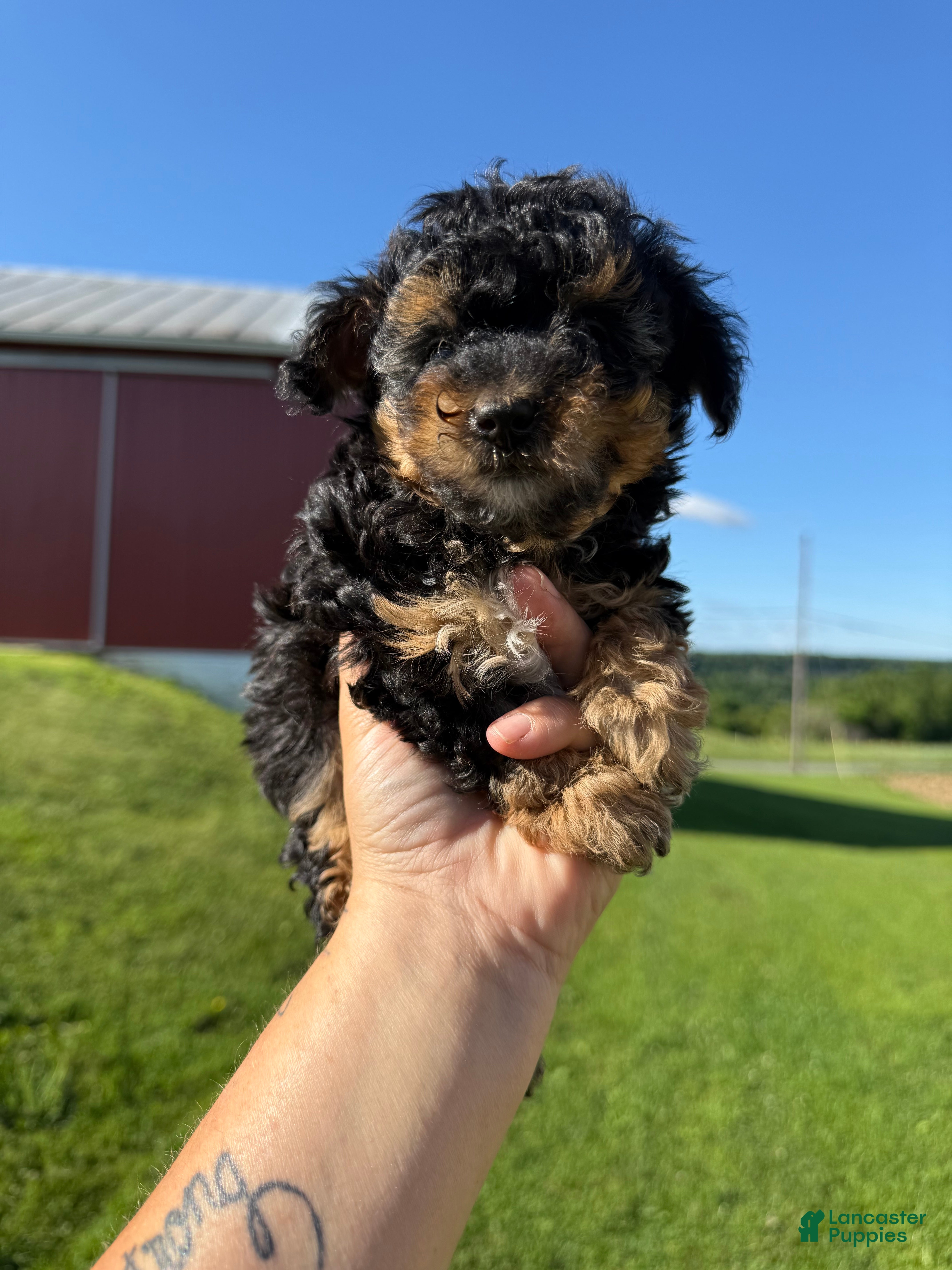 Yorkiepoo dogs Levi - Ad 37