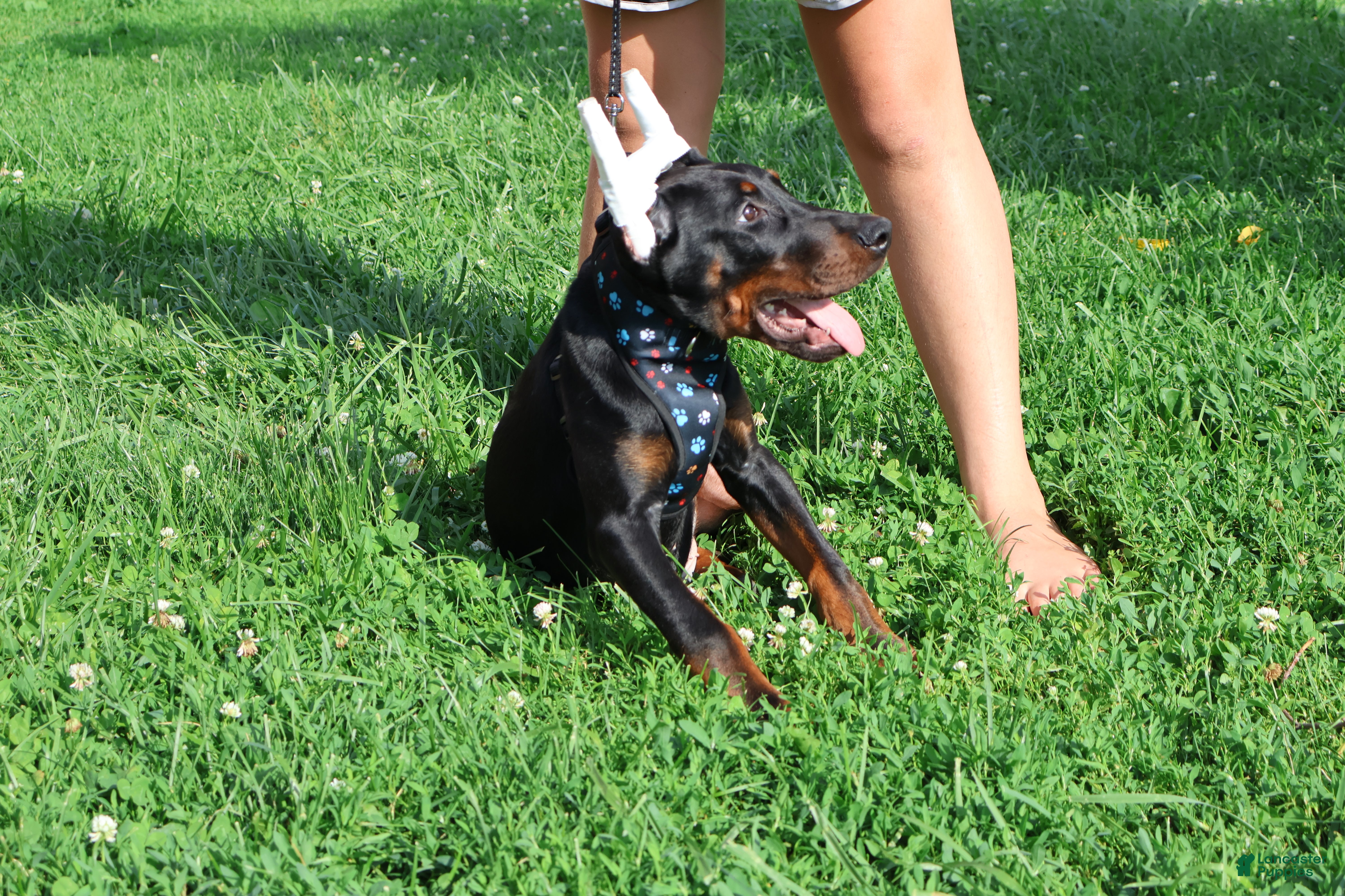 Doberman Pinscher dogs Doberman Pinscher 1 - Ad 2