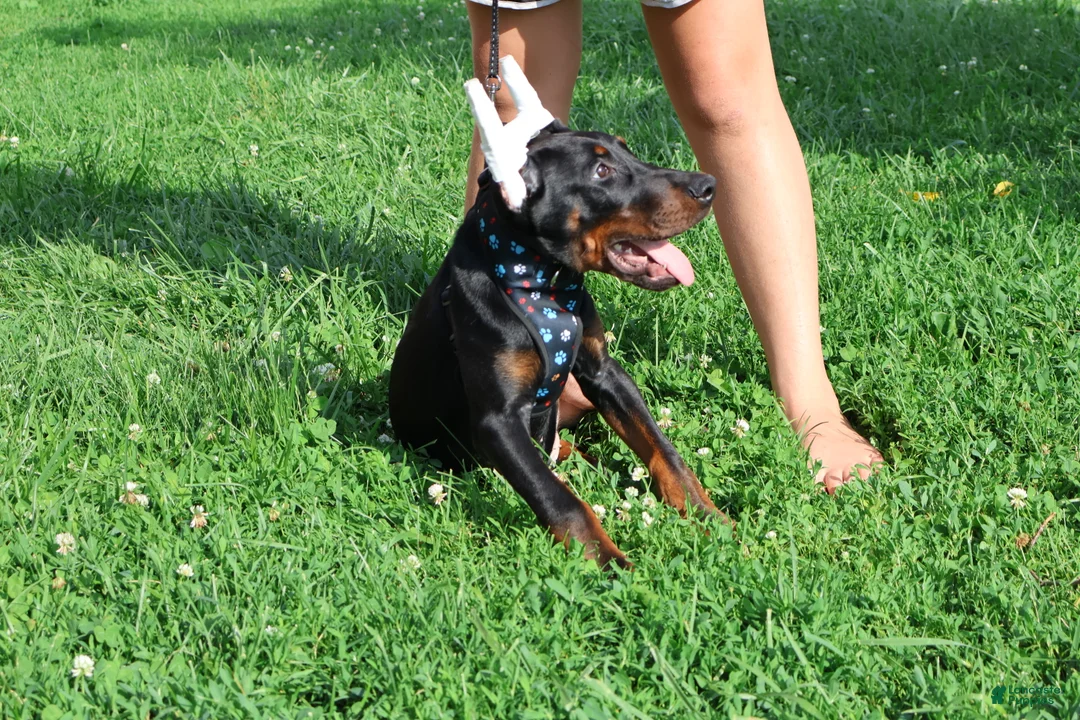 Doberman Pinscher dogs for sale: Doberman Pinscher 1 - Ad 2