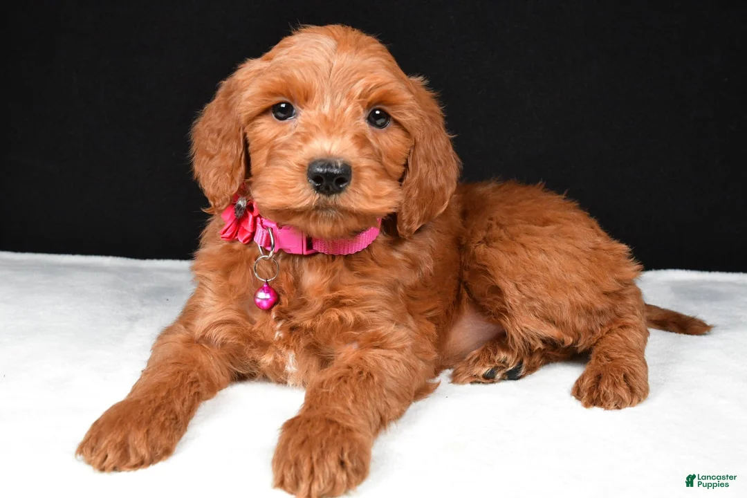 Mini Goldendoodle dogs for sale: Stacey F1B - Ad 1
