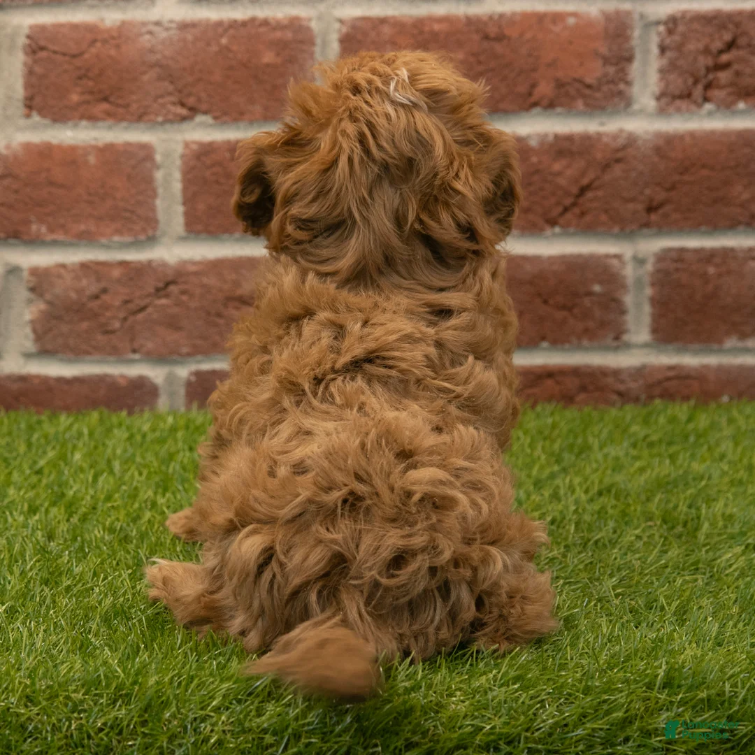 Cavapoo dogs for sale: Baxter - Ad 6