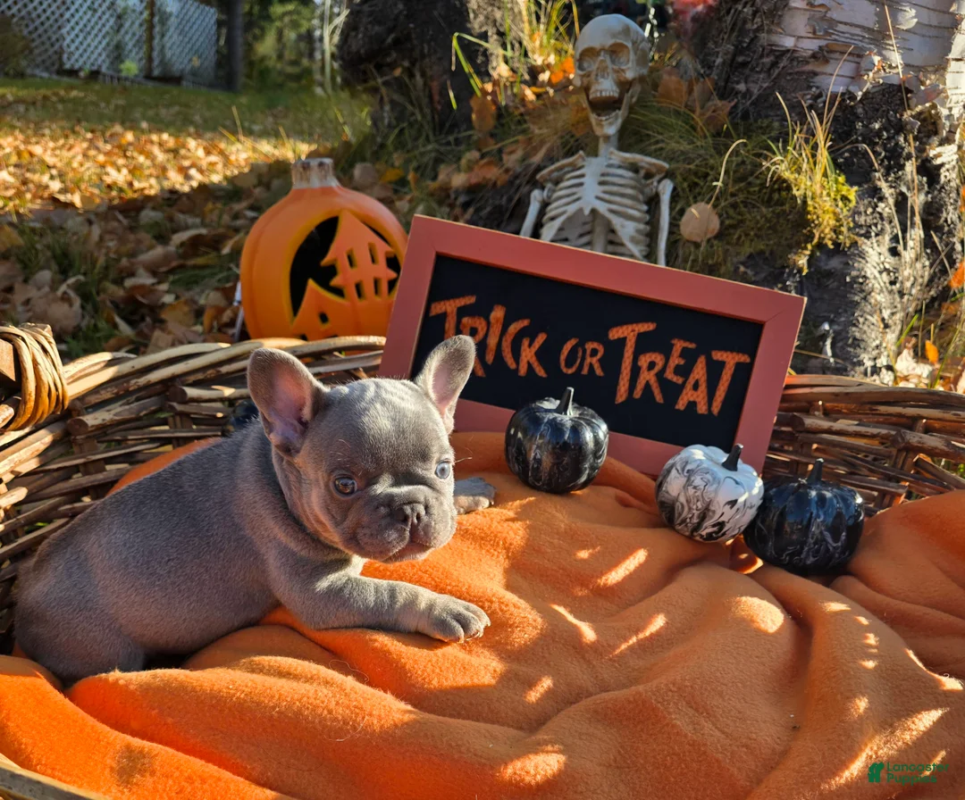 French Bulldog dogs for sale: Hazel  - Ad 1