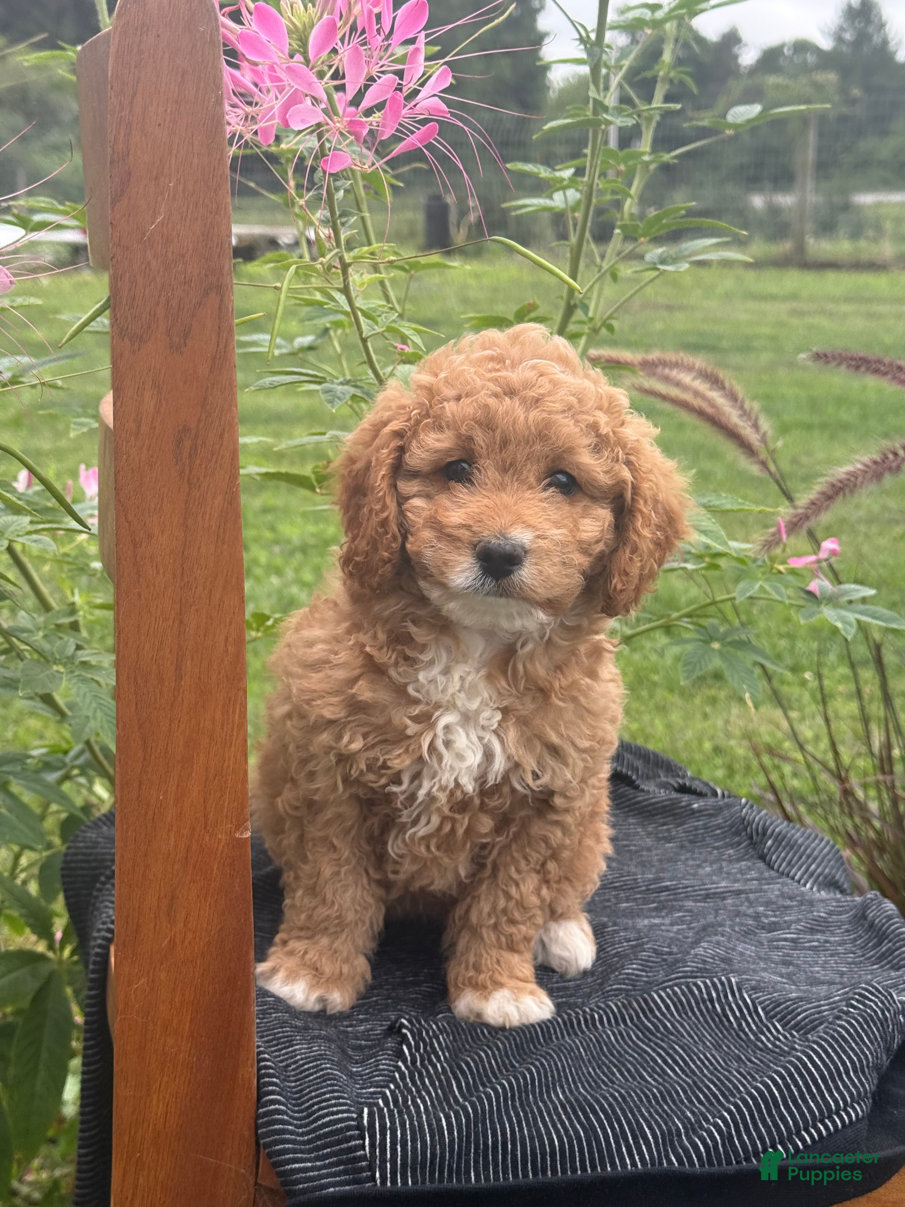 Mini Goldendoodle dogs Goldilocks - Ad 1