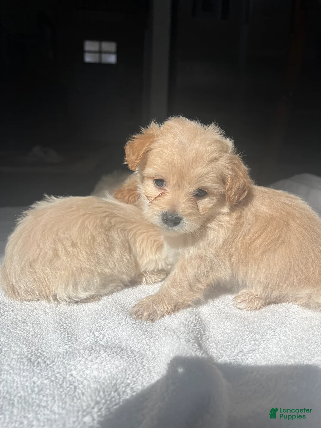 Maltipoo dogs for sale: Briana - Ad 3