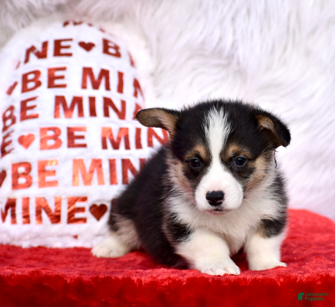 Welsh Corgi Pembroke dogs for sale: Welsh Corgi Pembroke Puppy 3 - Ad 2