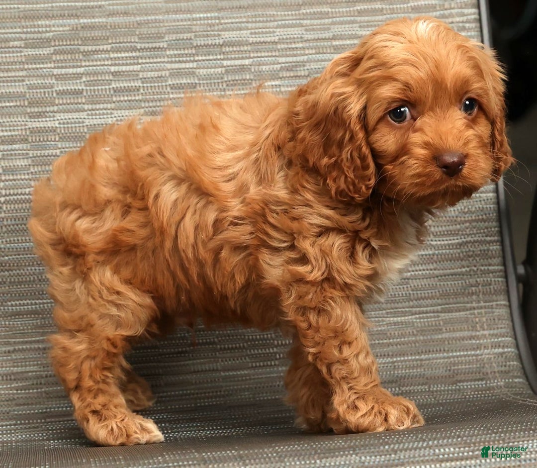 Cockapoo dogs for sale: Bubbles - Ad 8