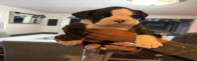 Boxer Ralph Puppy 2