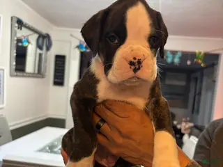 Boxer dogs for sale: Boxer Ralph Puppy 2 - Ad 3