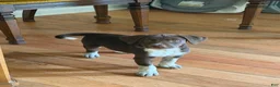 Mixed Breed dogs for sale: Mixed Breed 4 - Ad 3