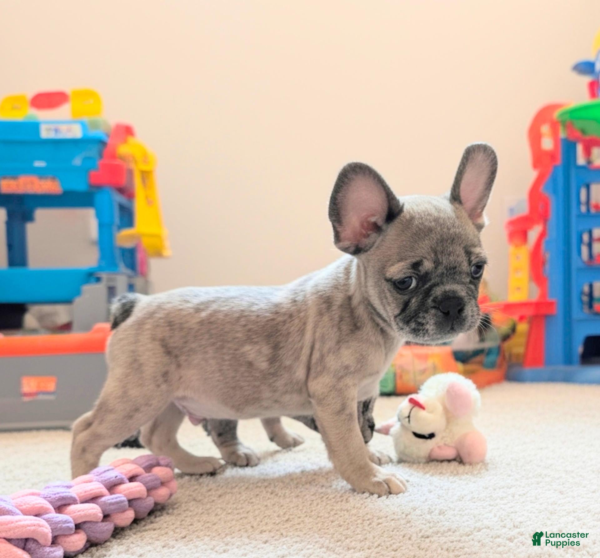 French Bulldog dogs Simon - Ad 2