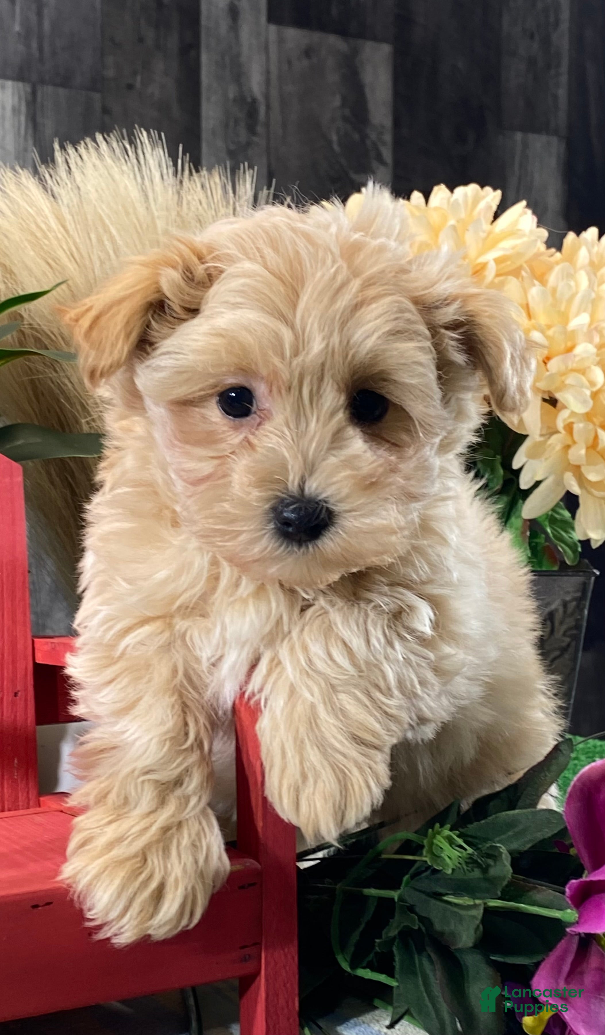 Maltipoo dogs Miller - Ad 34