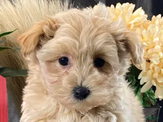 Maltipoo dogs Miller - Ad 34