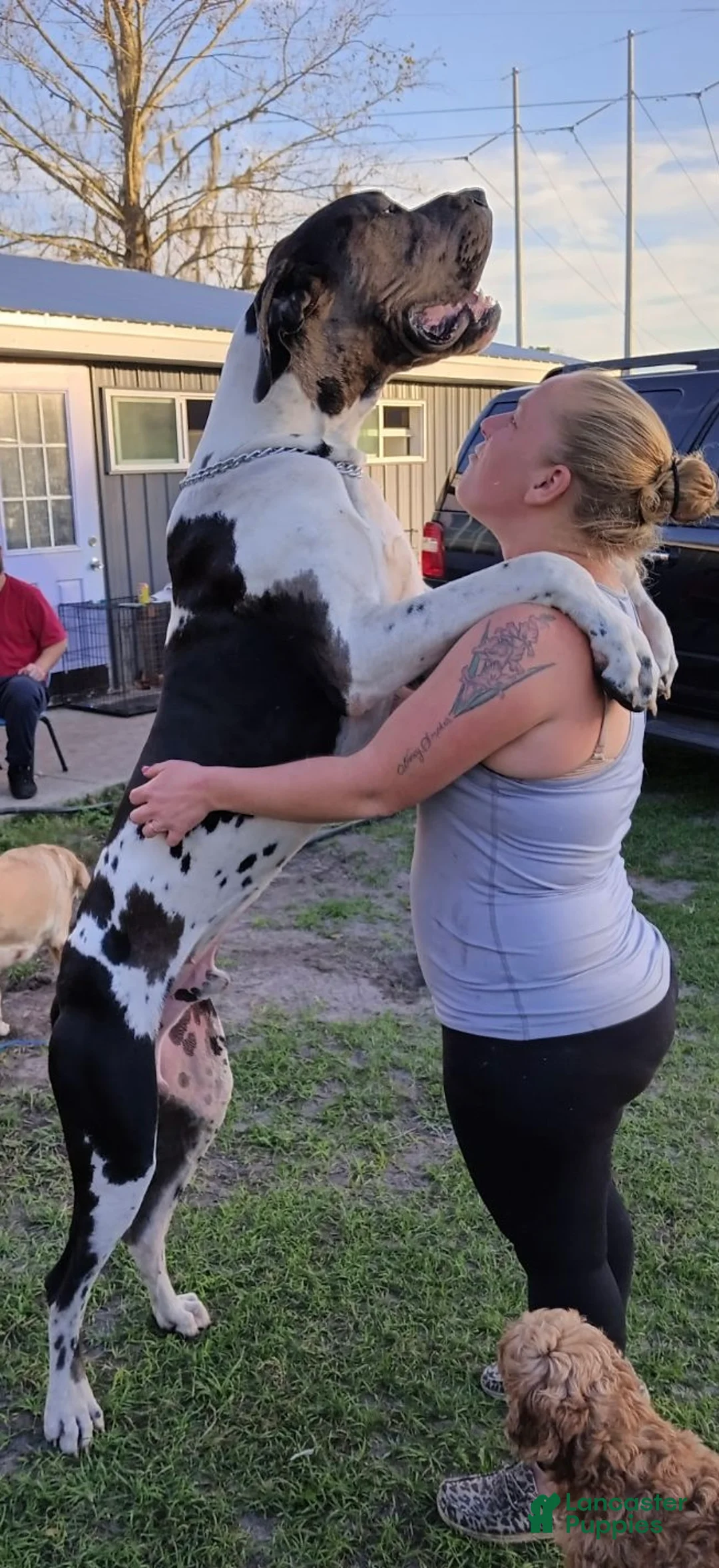 Great Dane dogs for stud: Mozzarella  - Ad 2