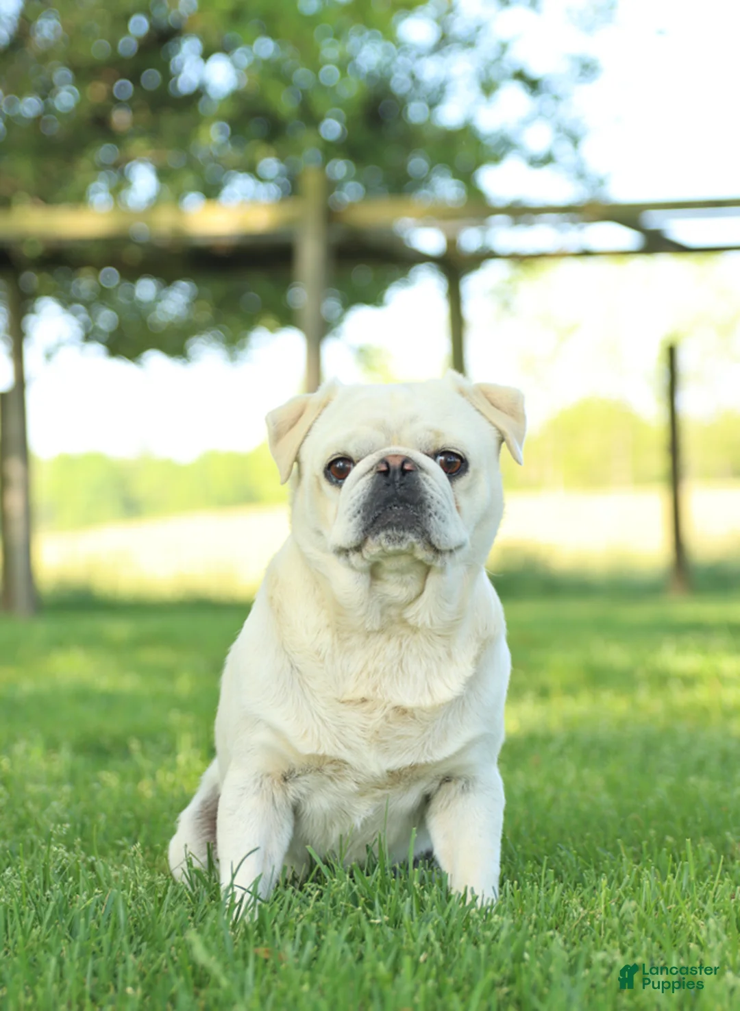 Pug dogs for sale: Poppy - Ad 8