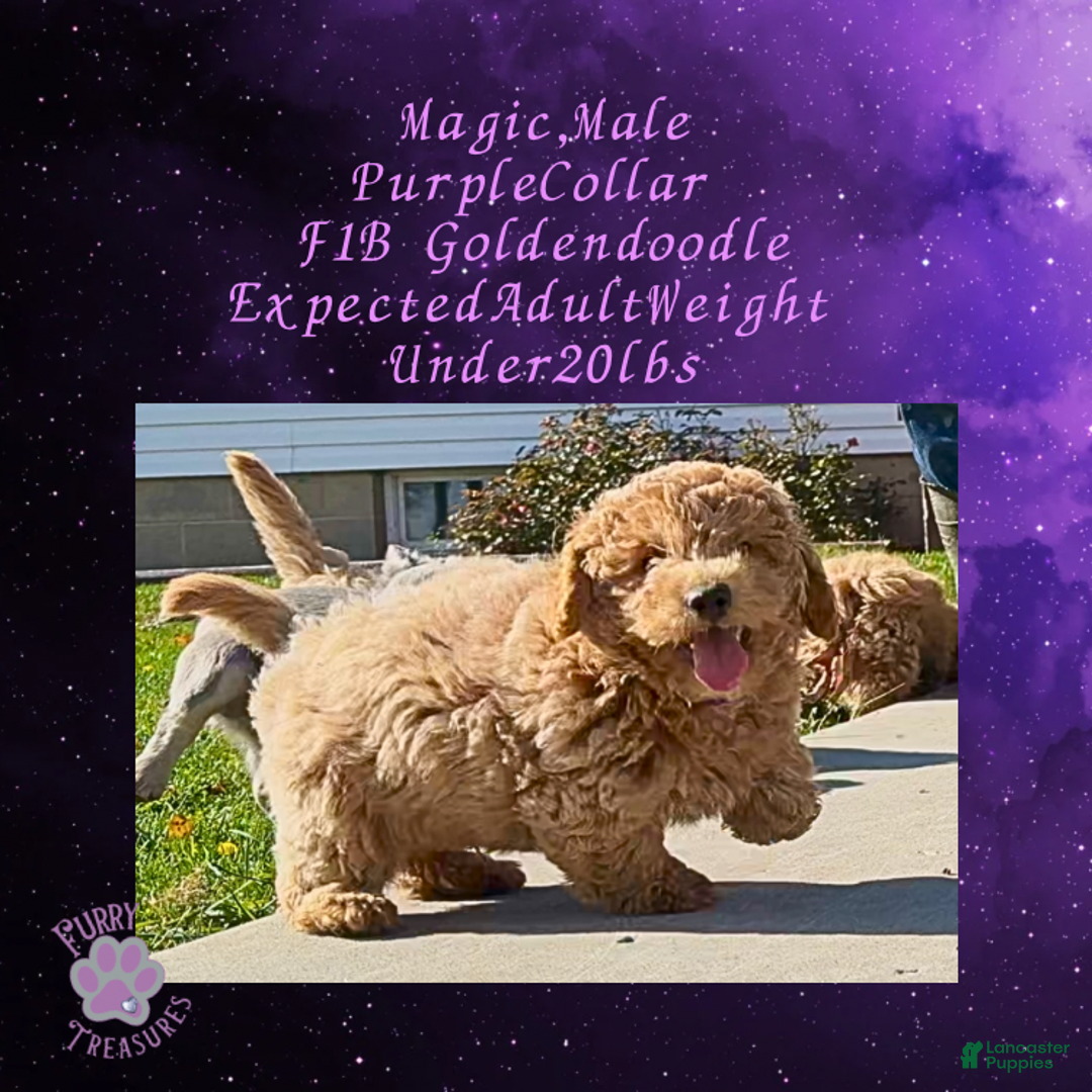 Goldendoodle dogs for sale: Magic “Purple Collar” Male - Ad 5