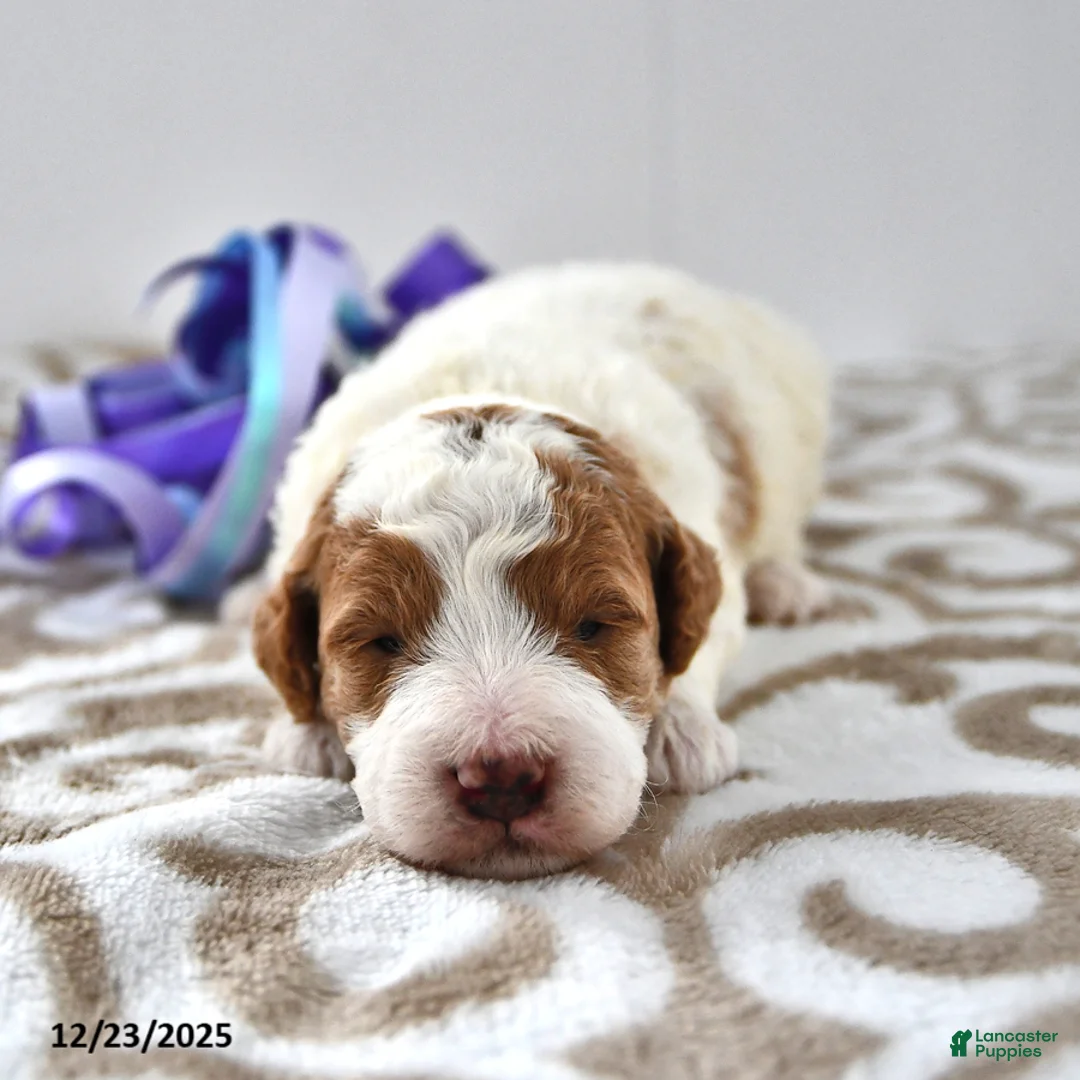 Mini Goldendoodle dogs for sale: Oakley - Ad 16