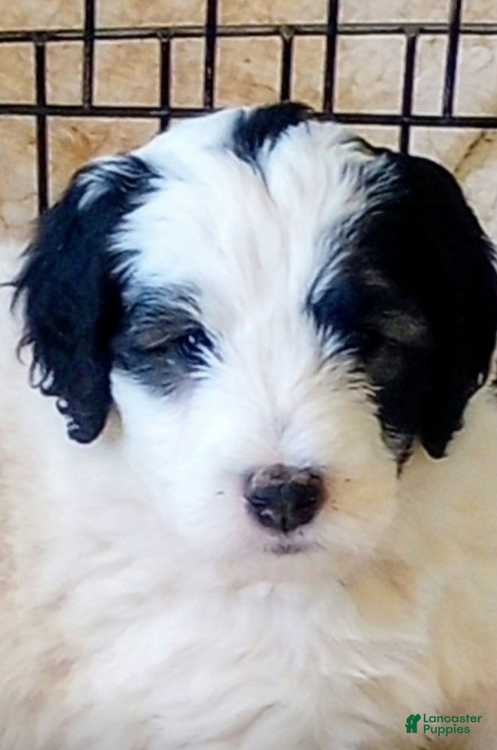 Sheepadoodle dogs for sale: Baron - Ad 1