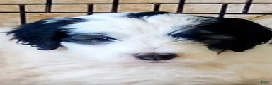 Baron