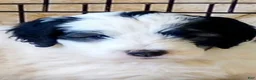 Sheepadoodle dogs for sale: Baron - Ad 1