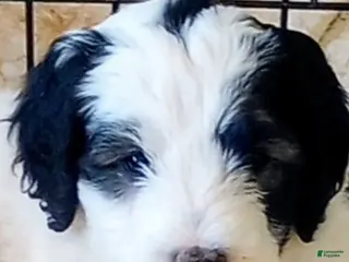 Sheepadoodle dogs for sale: Baron - Ad 1