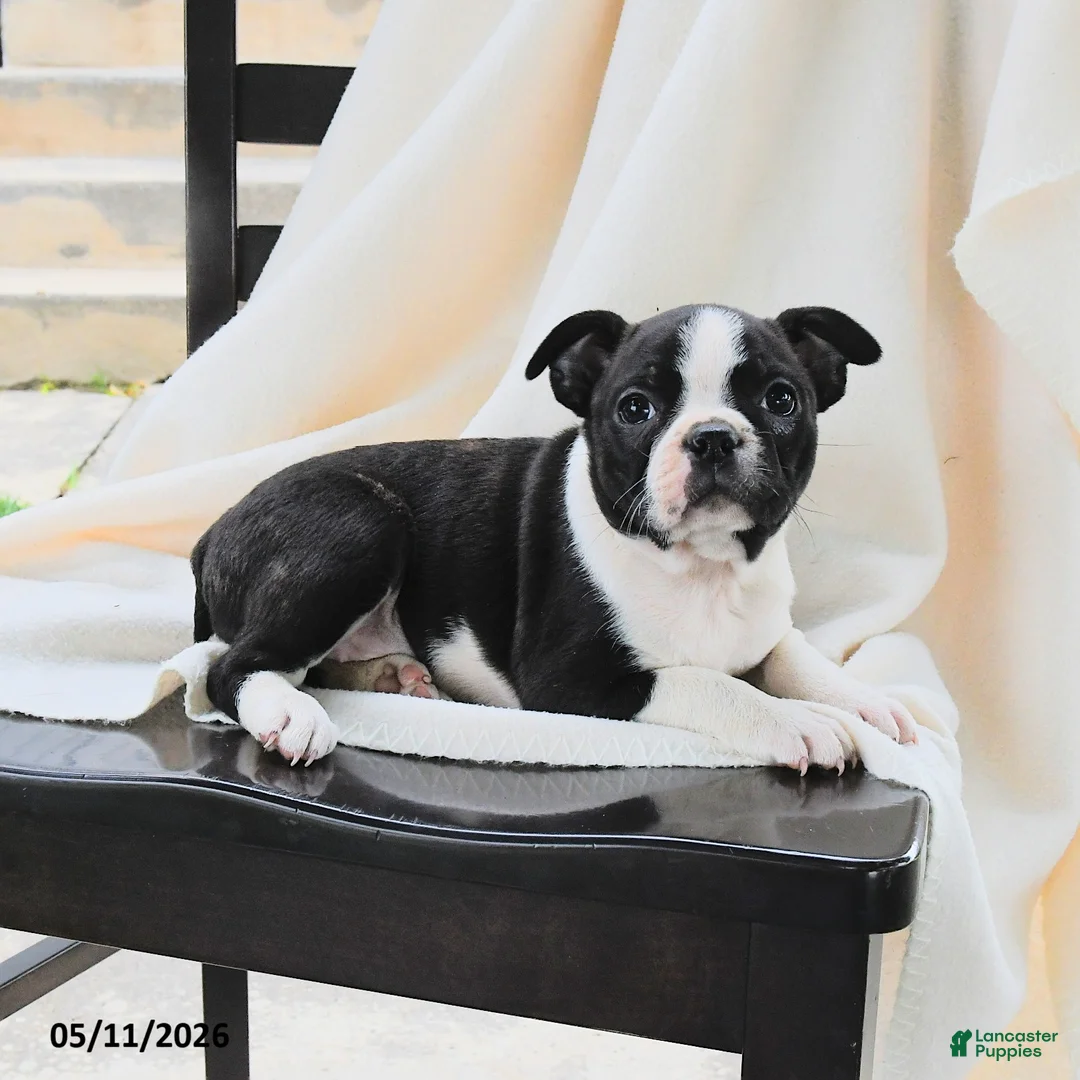 Boston Terrier dogs for sale: Athena - Ad 3