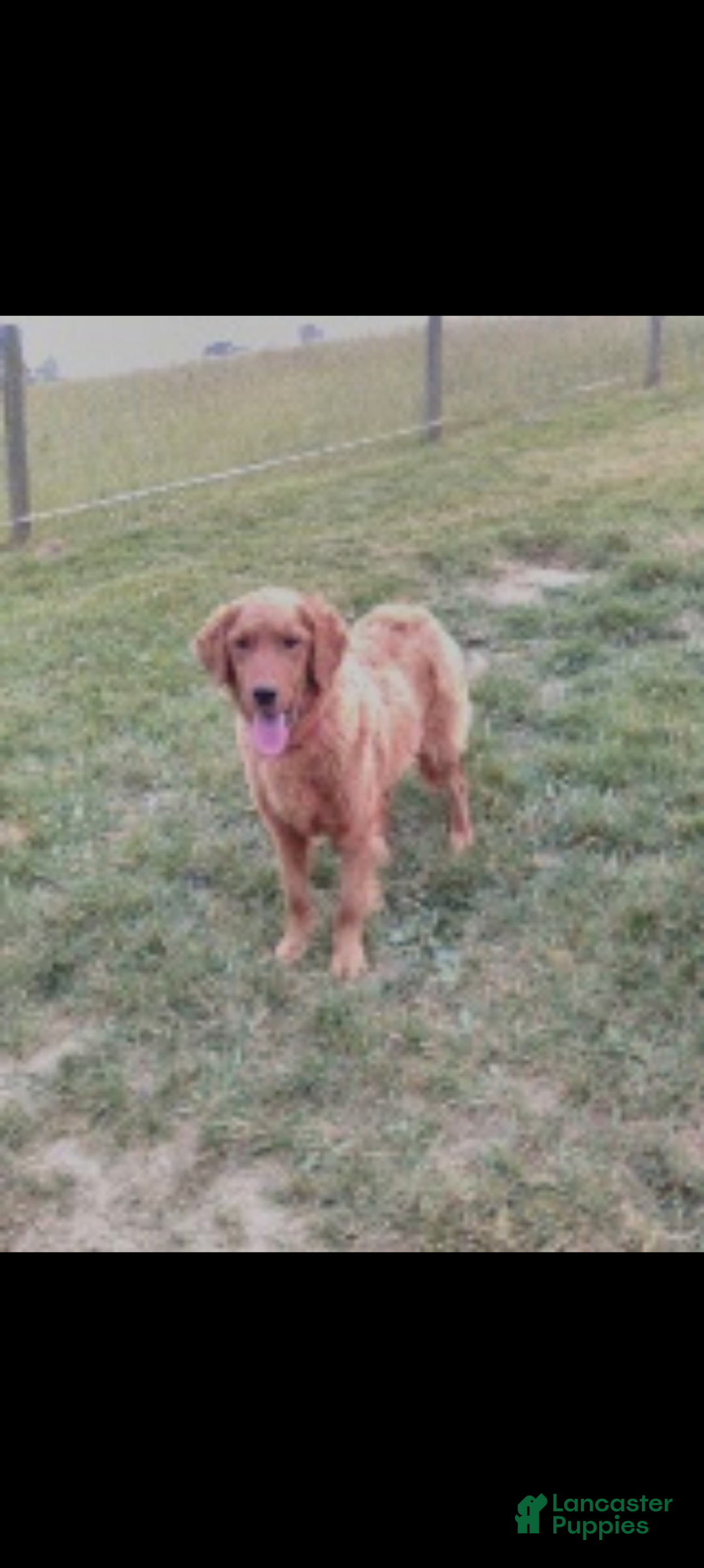Golden Retriever dogs for sale: Jewel - Ad 5