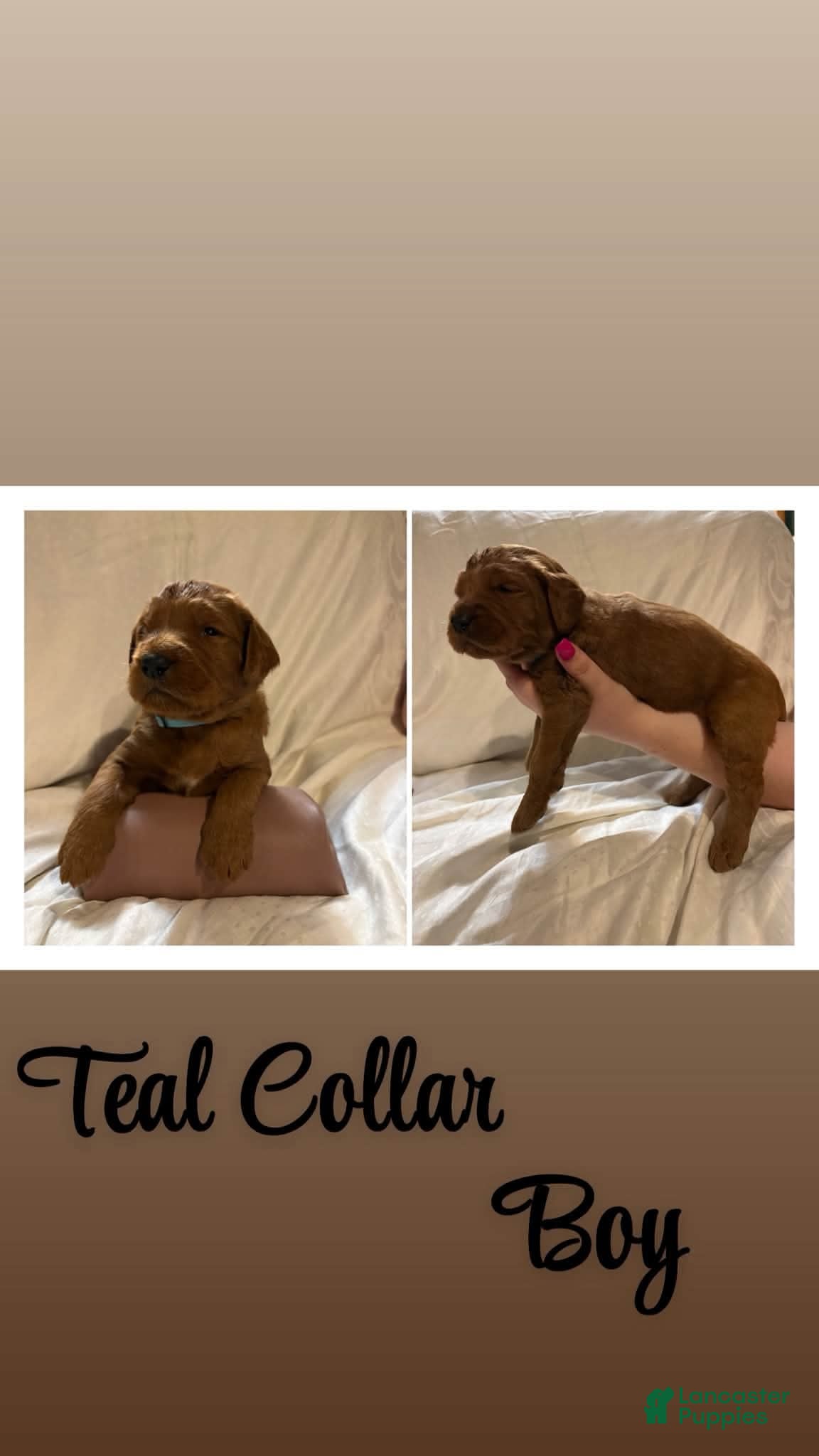 Goldendoodle dogs for sale: Goldendoodle 2 - Ad 2
