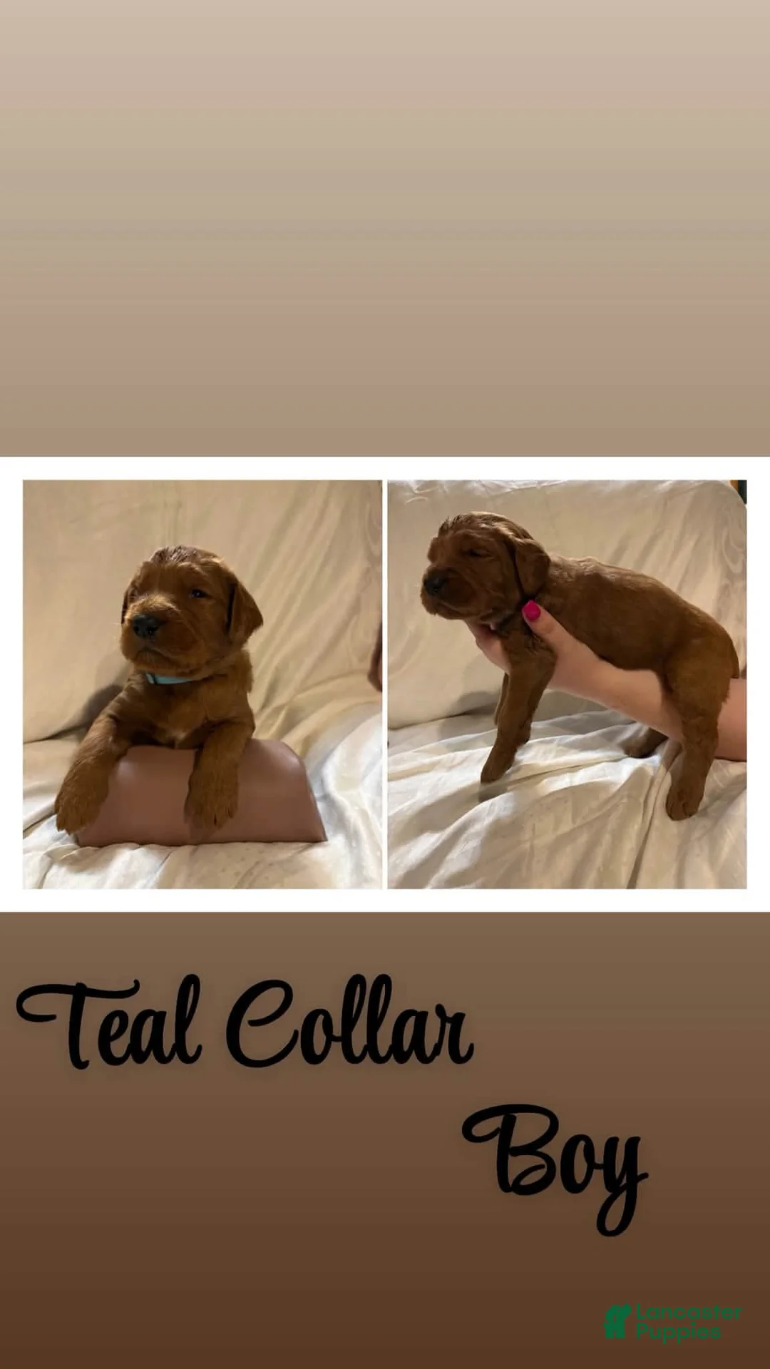 Goldendoodle dogs for sale: Goldendoodle 2 - Ad 1