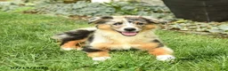 Australian Shepherd dogs for sale: Rhoda - Ad 3