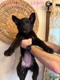 German Shepherd dogs for sale: Liberty - Ad 3