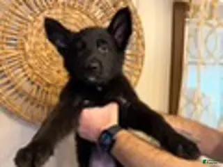German Shepherd dogs Liberty - Ad 37