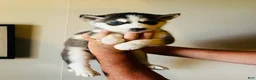 Siberian Husky dogs for sale: Siberian Husky 3 Asher - Ad 2
