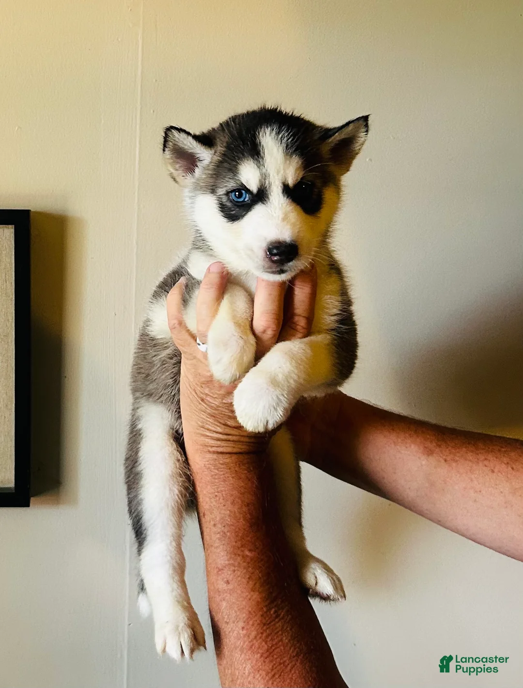 Siberian Husky dogs for sale: Siberian Husky 3 Asher - Ad 2