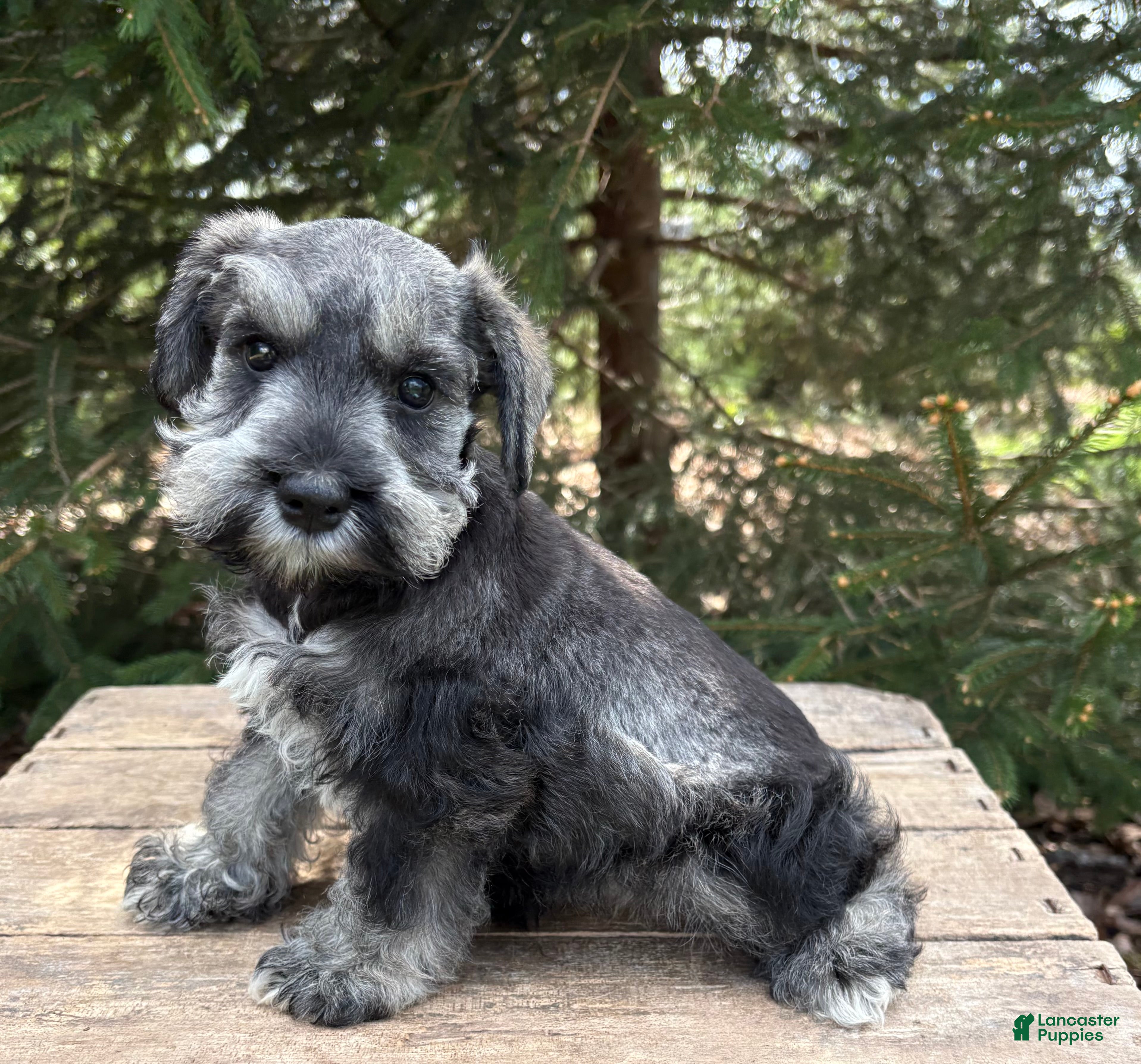 Miniature Schnauzer dogs Casey - Ad 1