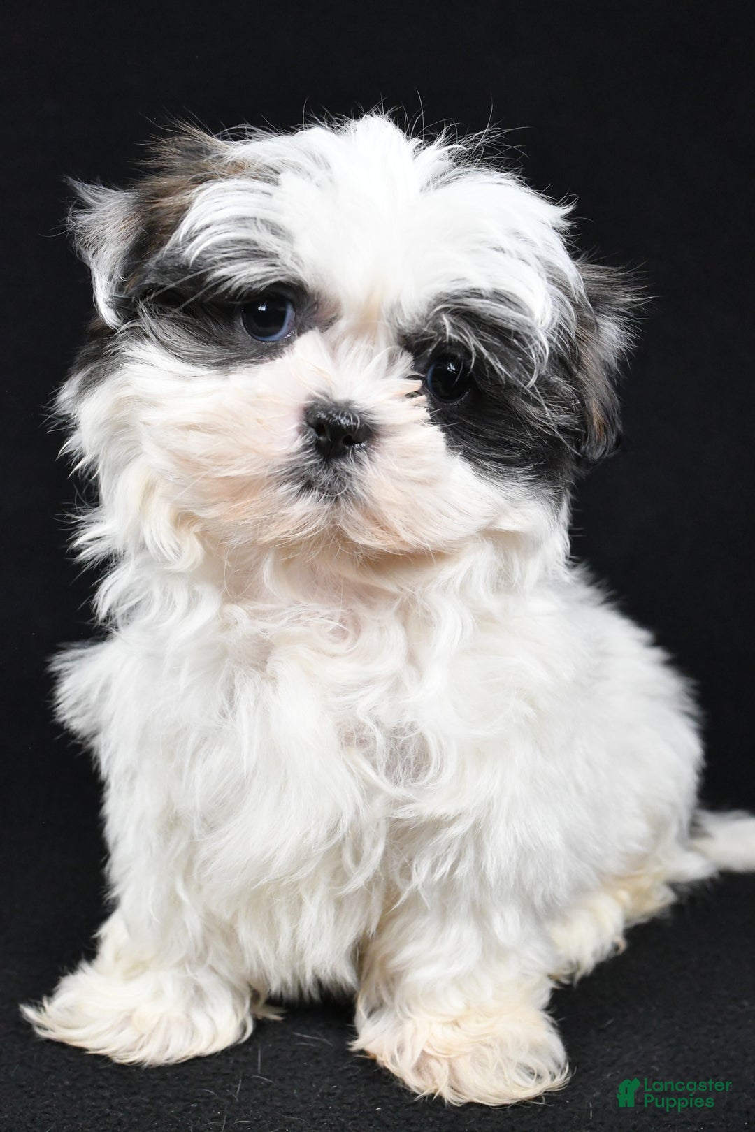 Shih Tzu dogs for sale: Benny - Ad 3
