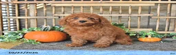 Mini Goldendoodle dogs for sale: Abby - Ad 3