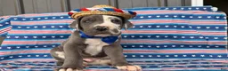 Great Dane dogs for sale: Pringles Great Dane  - Ad 5