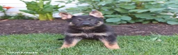 German Shepherd dogs for sale: Serena - Ad 3