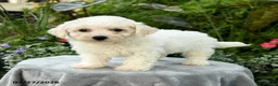 Bichpoo dogs for sale: Lana - Ad 1