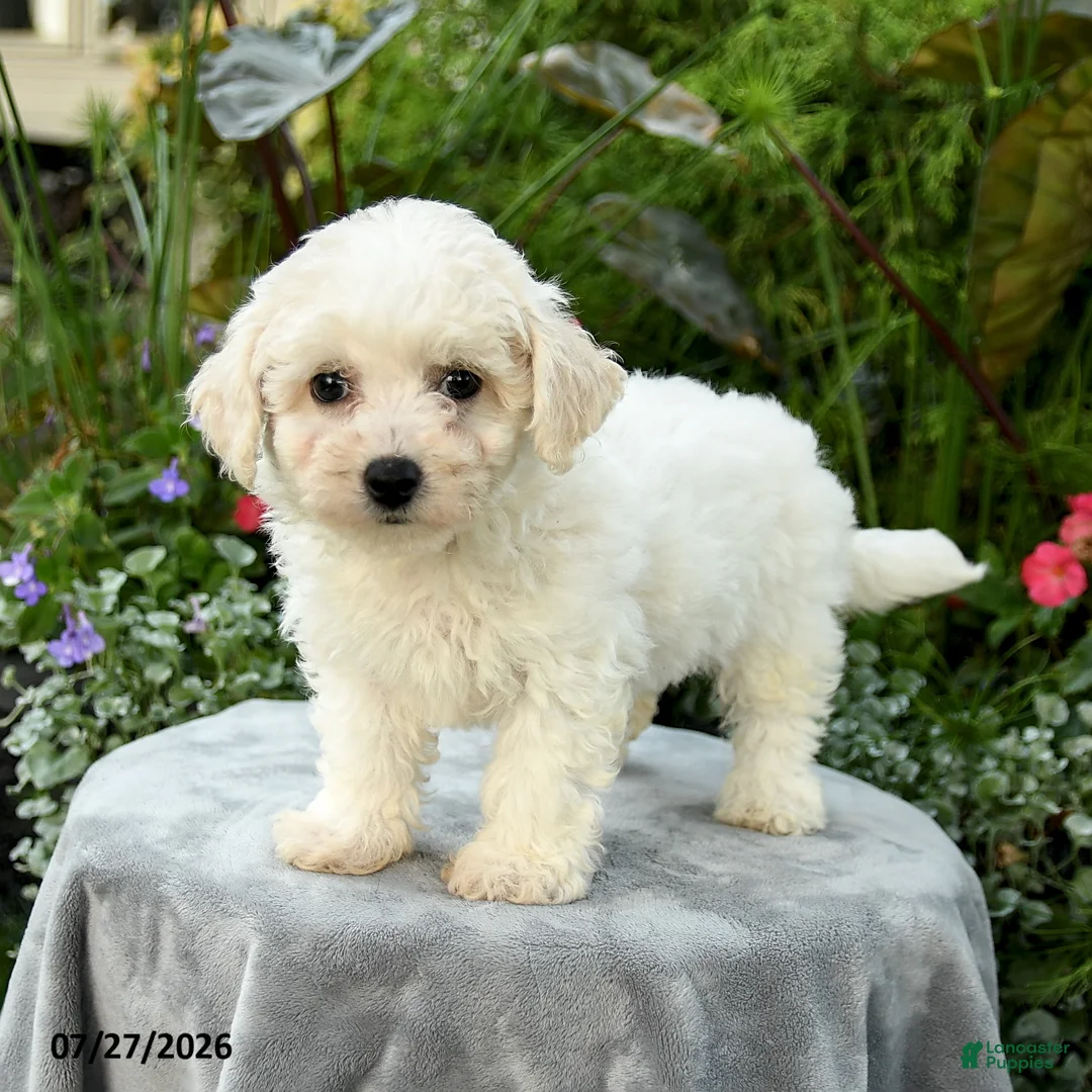 Bichpoo dogs for sale: Lana - Ad 1