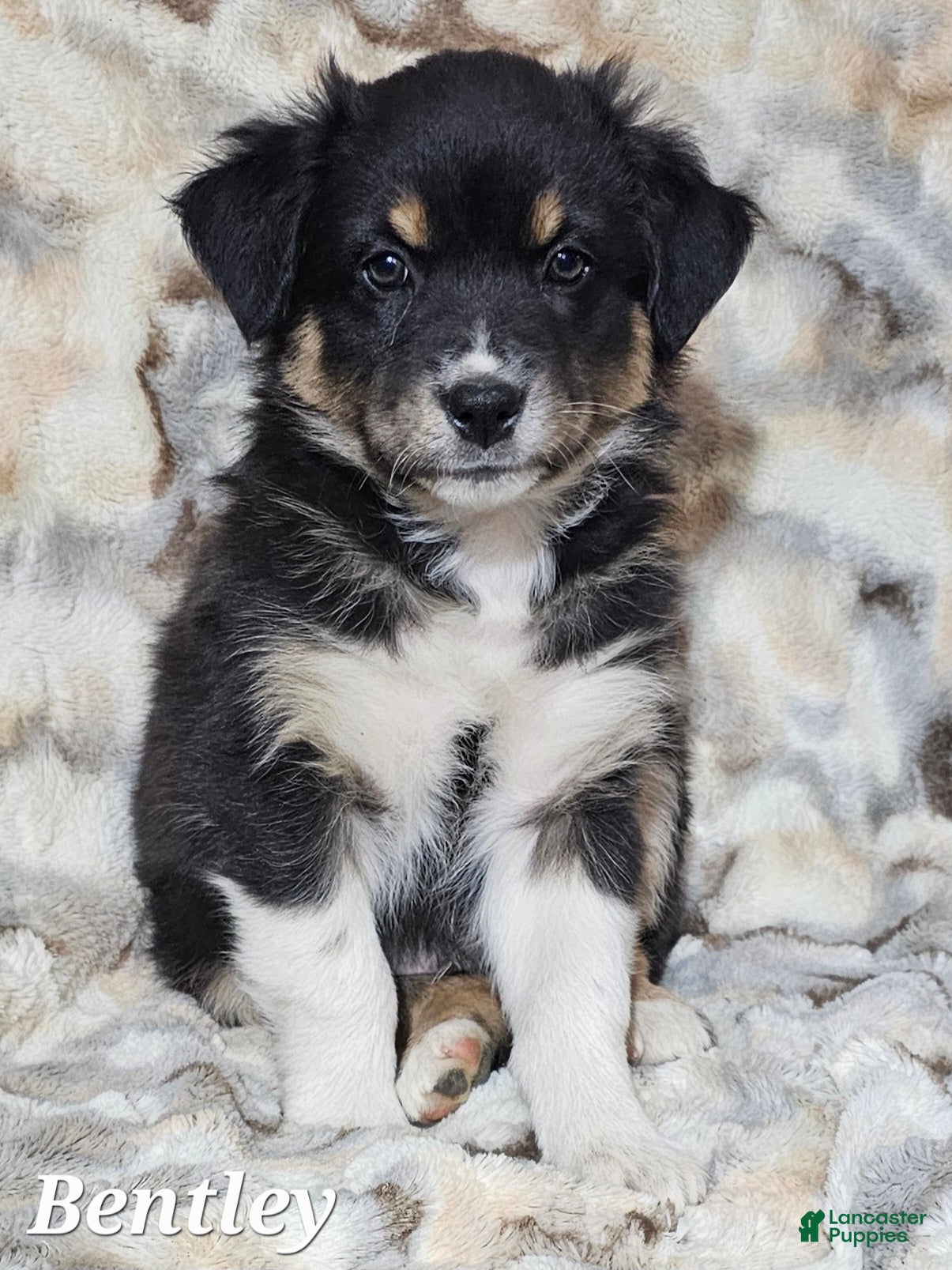 Australian Shepherd dogs BENTLEY  - Ad 23