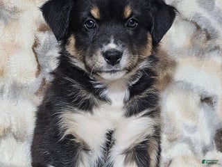 Australian Shepherd dogs BENTLEY - Ad 35