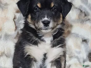 Australian Shepherd dogs BENTLEY - Ad 8