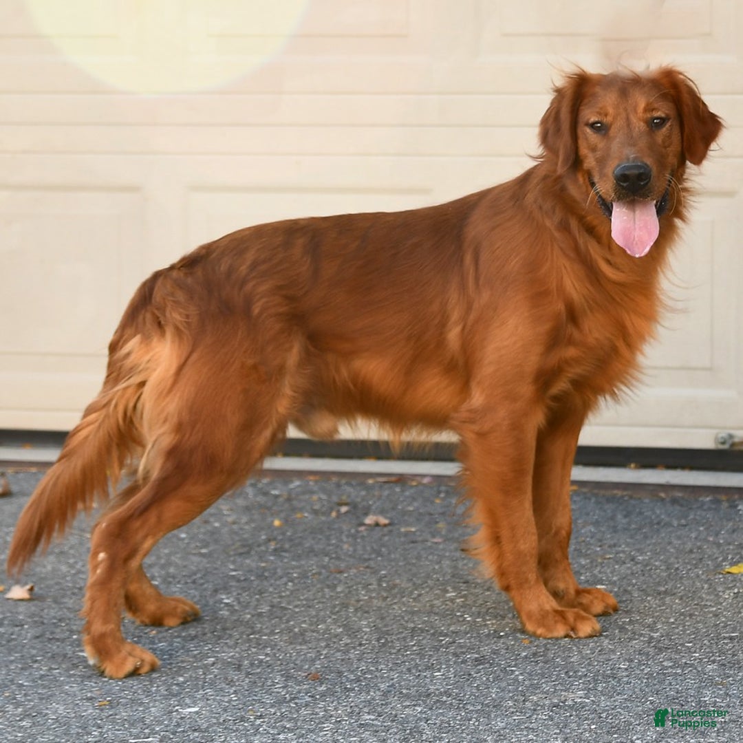 Golden Retriever dogs for sale: Penny - Ad 7