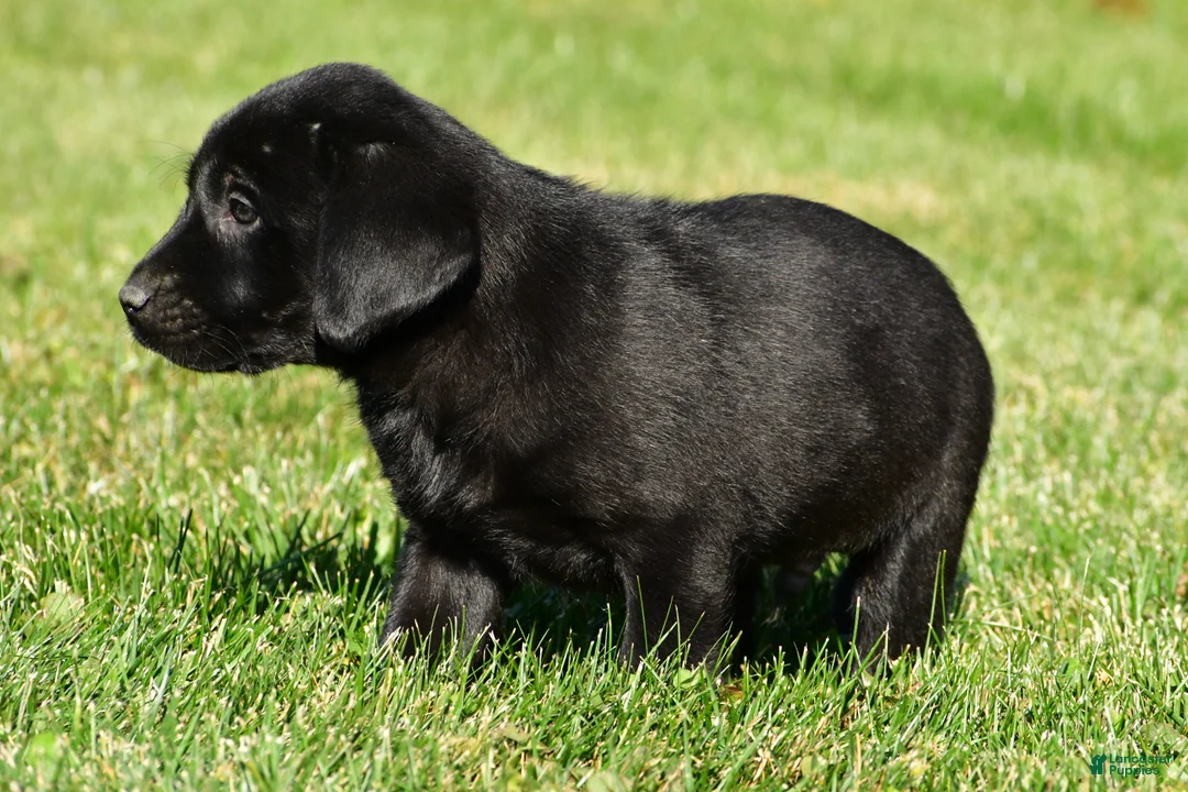 Labrador Retriever dogs for sale: Cade - Ad 10